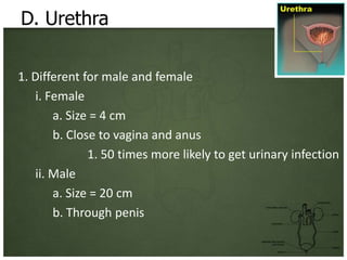 D. Urethra

1. Different for male and female
   i. Female
       a. Size = 4 cm
       b. Close to vagina and anus
              1. 50 times more likely to get urinary infection
   ii. Male
       a. Size = 20 cm
       b. Through penis
 