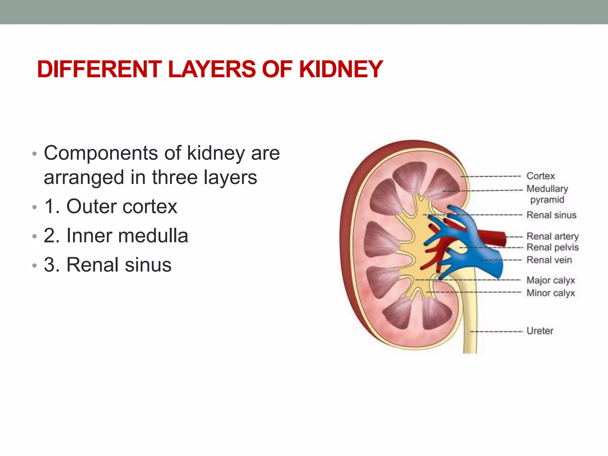 DIFFERENT LAYERS OF KIDNEY
• Components of kidney are
arranged in three layers
• 1. Outer cortex
• 2. Inner medulla
• 3. Renal sinus
 