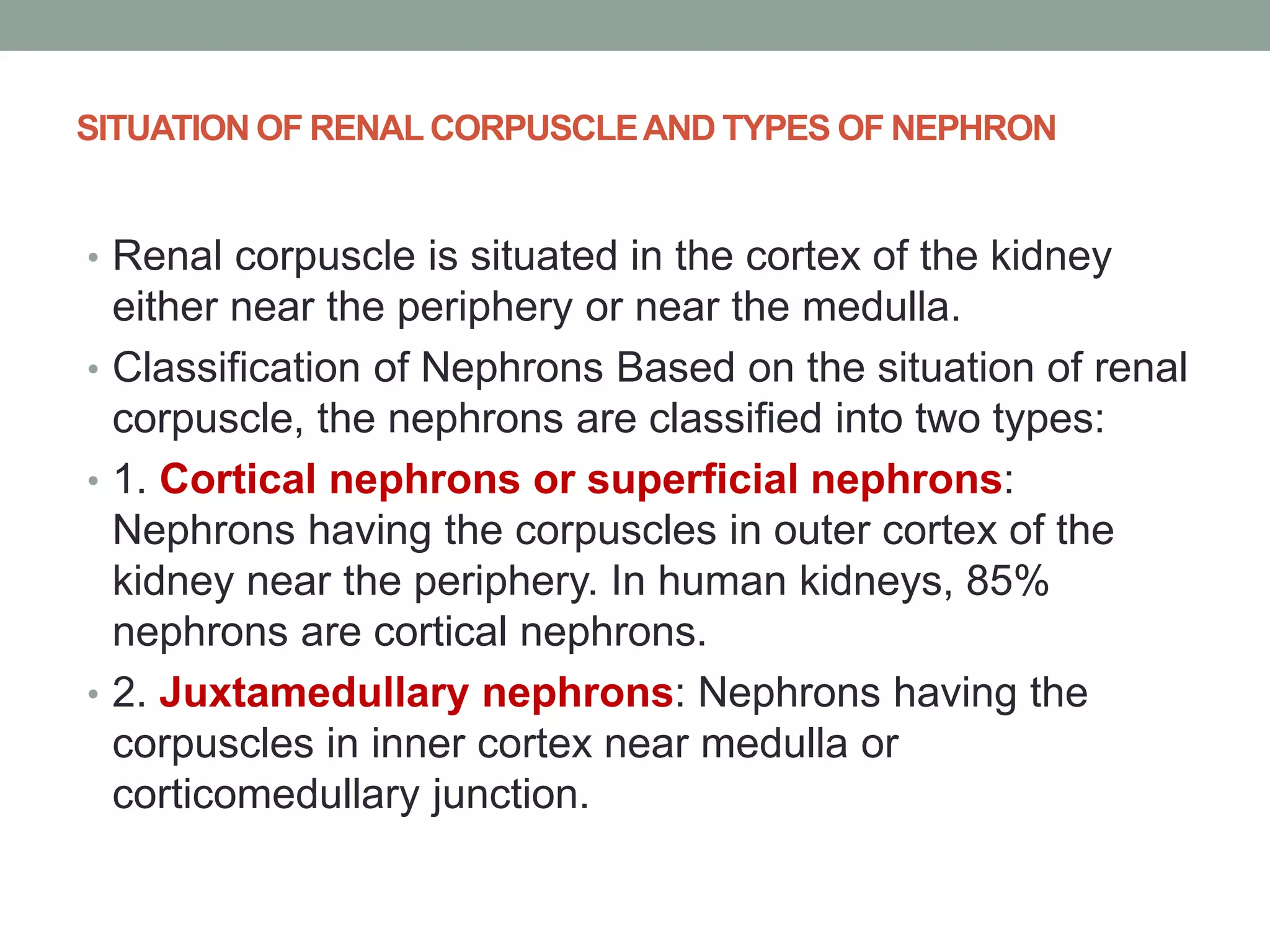 SITUATION OF RENALCORPUSCLEAND TYPES OF NEPHRON
• Renal corpuscle is situated in the cortex of the kidney
either near the periphery or near the medulla.
• Classification of Nephrons Based on the situation of renal
corpuscle, the nephrons are classified into two types:
• 1. Cortical nephrons or superficial nephrons:
Nephrons having the corpuscles in outer cortex of the
kidney near the periphery. In human kidneys, 85%
nephrons are cortical nephrons.
• 2. Juxtamedullary nephrons: Nephrons having the
corpuscles in inner cortex near medulla or
corticomedullary junction.
 