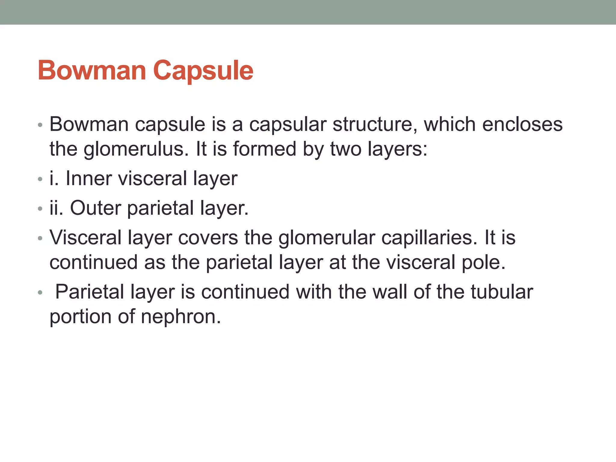 Bowman Capsule
• Bowman capsule is a capsular structure, which encloses
the glomerulus. It is formed by two layers:
• i. Inner visceral layer
• ii. Outer parietal layer.
• Visceral layer covers the glomerular capillaries. It is
continued as the parietal layer at the visceral pole.
• Parietal layer is continued with the wall of the tubular
portion of nephron.
 