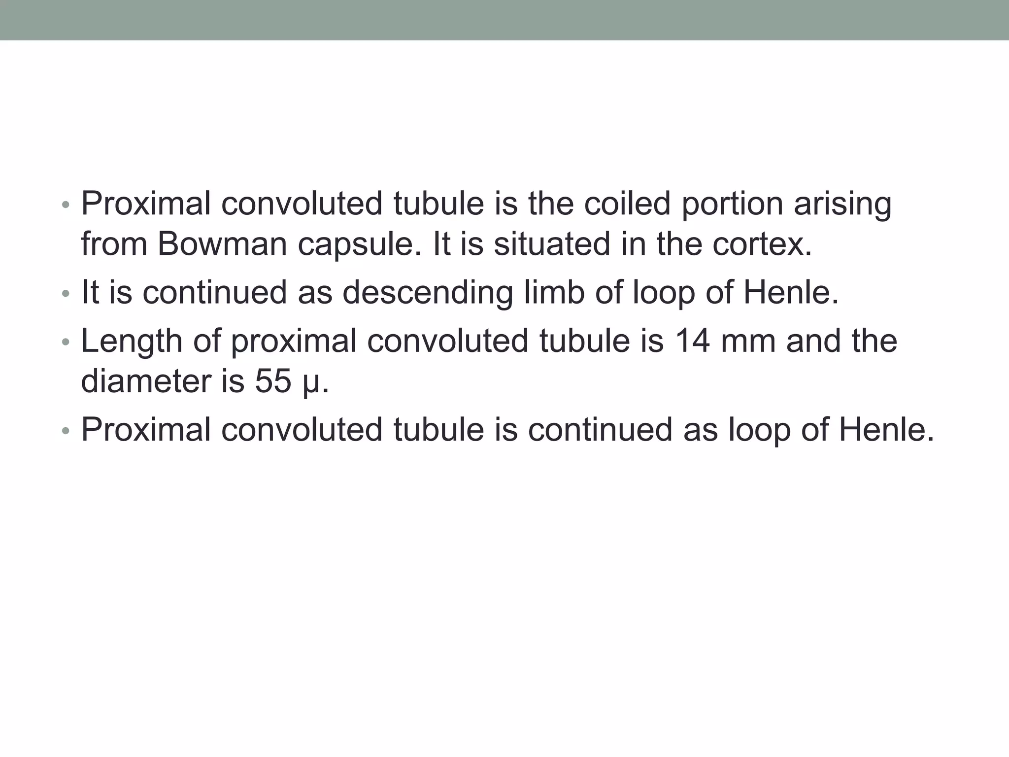 • Proximal convoluted tubule is the coiled portion arising
from Bowman capsule. It is situated in the cortex.
• It is continued as descending limb of loop of Henle.
• Length of proximal convoluted tubule is 14 mm and the
diameter is 55 µ.
• Proximal convoluted tubule is continued as loop of Henle.
 