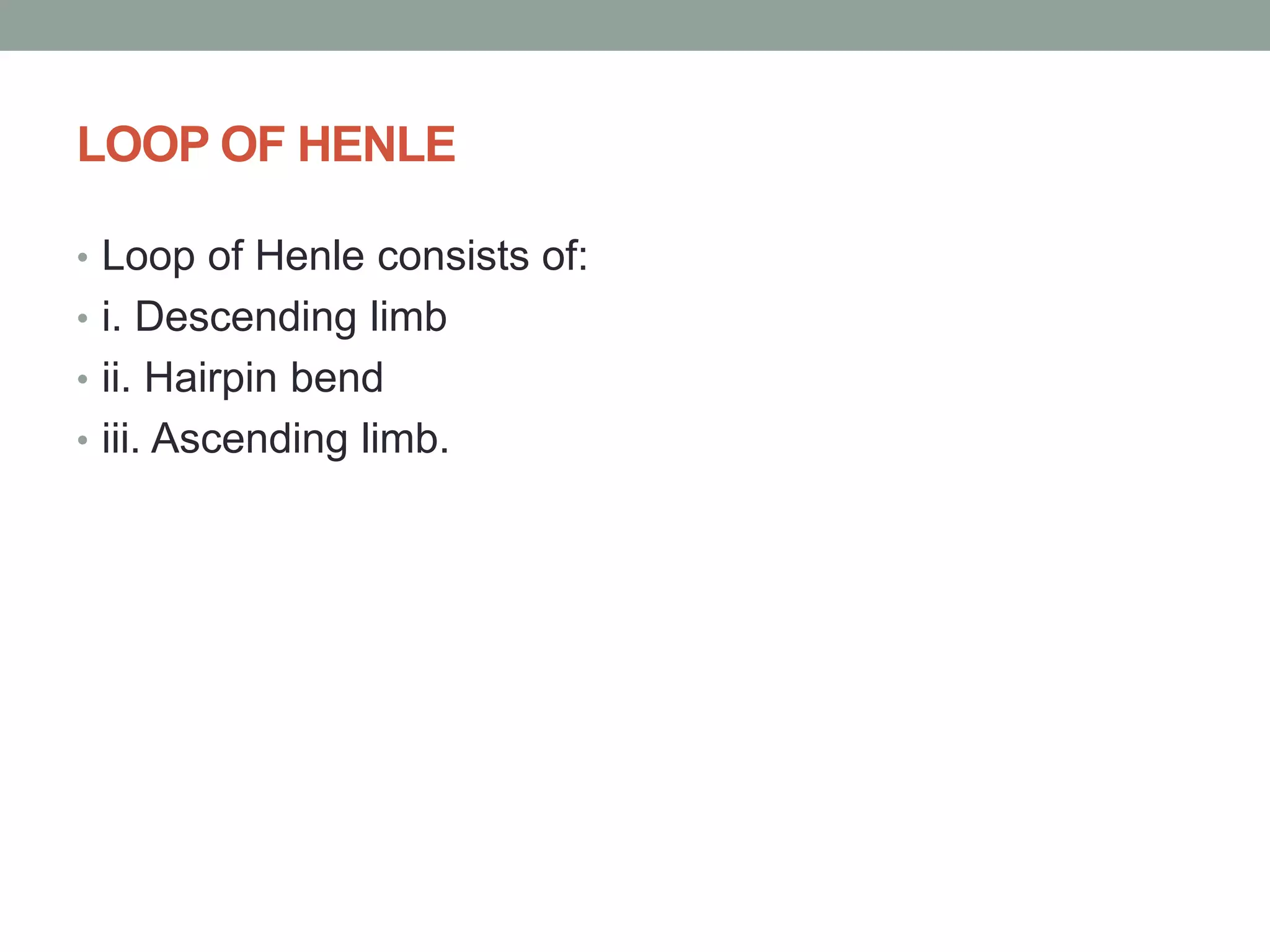 LOOP OF HENLE
• Loop of Henle consists of:
• i. Descending limb
• ii. Hairpin bend
• iii. Ascending limb.
 