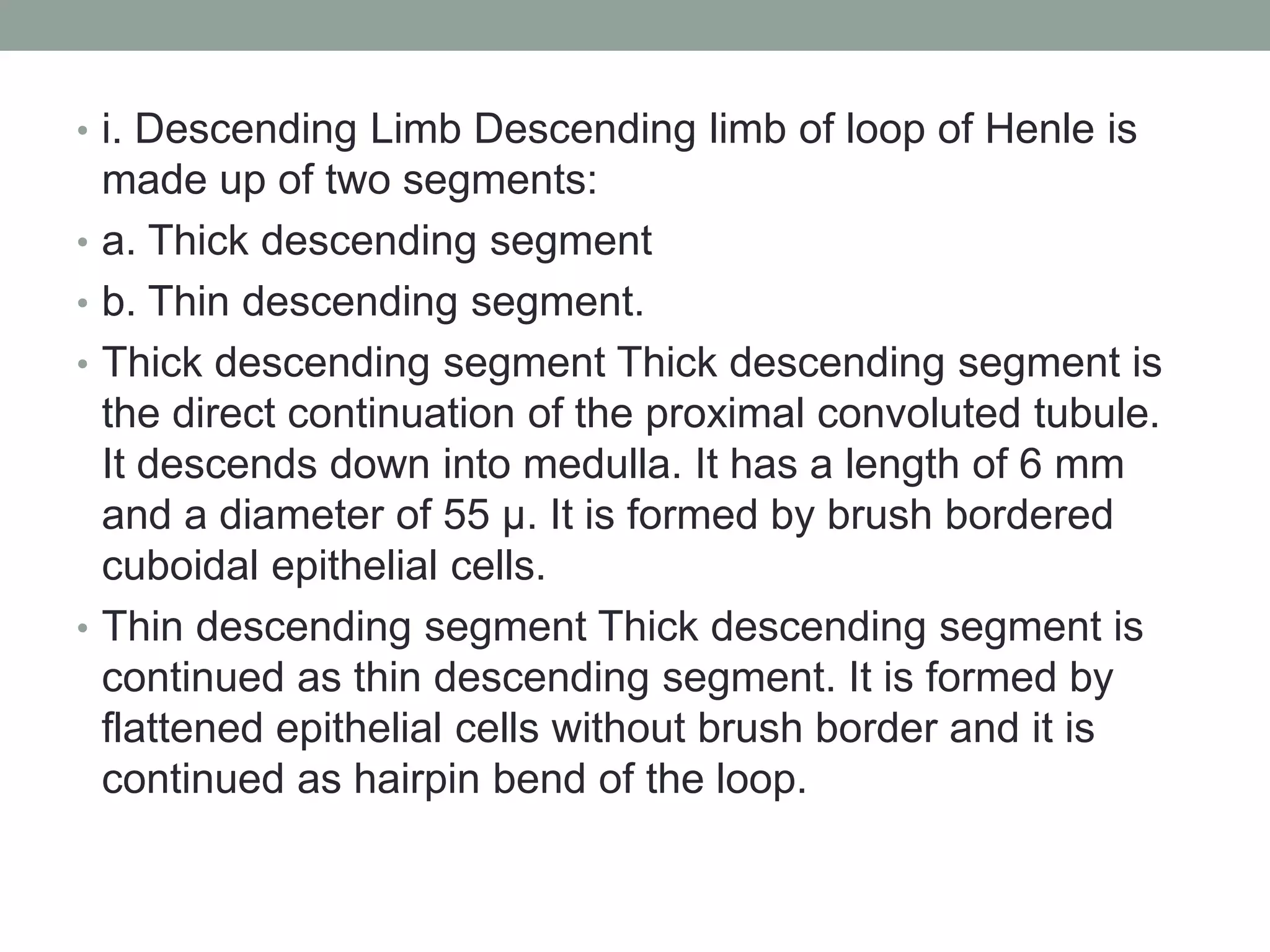 • i. Descending Limb Descending limb of loop of Henle is
made up of two segments:
• a. Thick descending segment
• b. Thin descending segment.
• Thick descending segment Thick descending segment is
the direct continuation of the proximal convoluted tubule.
It descends down into medulla. It has a length of 6 mm
and a diameter of 55 µ. It is formed by brush bordered
cuboidal epithelial cells.
• Thin descending segment Thick descending segment is
continued as thin descending segment. It is formed by
flattened epithelial cells without brush border and it is
continued as hairpin bend of the loop.
 