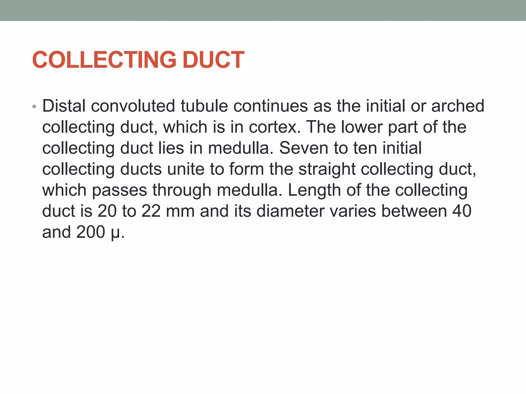 COLLECTING DUCT
• Distal convoluted tubule continues as the initial or arched
collecting duct, which is in cortex. The lower part of the
collecting duct lies in medulla. Seven to ten initial
collecting ducts unite to form the straight collecting duct,
which passes through medulla. Length of the collecting
duct is 20 to 22 mm and its diameter varies between 40
and 200 µ.
 