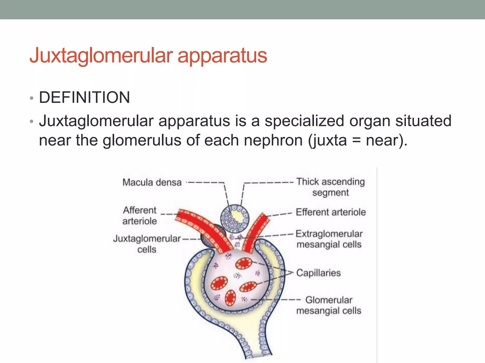 Juxtaglomerular apparatus
• DEFINITION
• Juxtaglomerular apparatus is a specialized organ situated
near the glomerulus of each nephron (juxta = near).
 