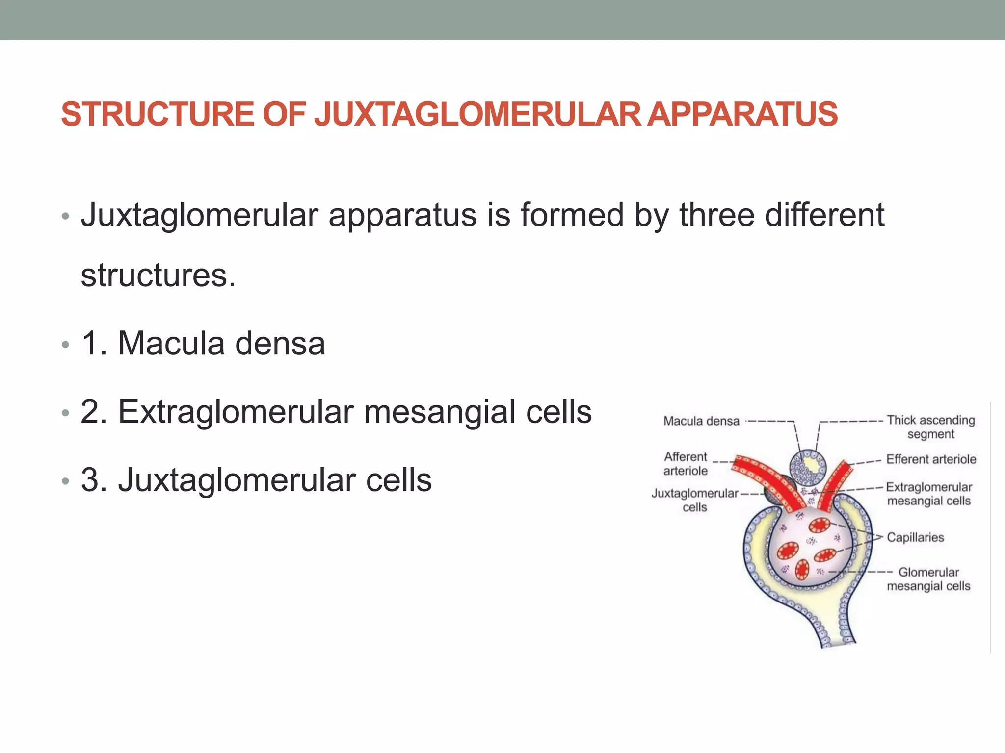 STRUCTURE OF JUXTAGLOMERULARAPPARATUS
• Juxtaglomerular apparatus is formed by three different
structures.
• 1. Macula densa
• 2. Extraglomerular mesangial cells
• 3. Juxtaglomerular cells
 