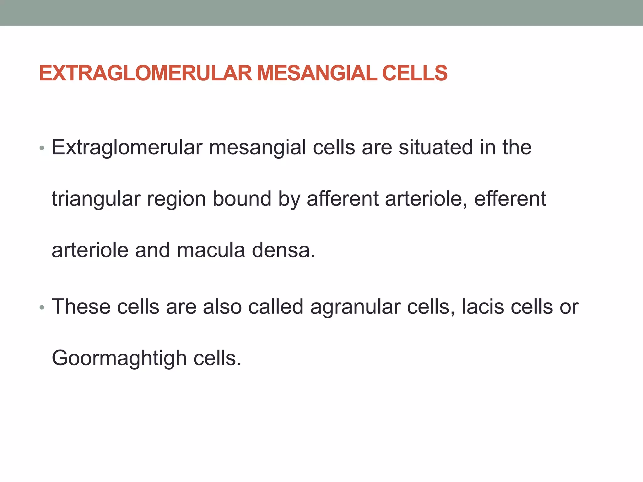 EXTRAGLOMERULAR MESANGIAL CELLS
• Extraglomerular mesangial cells are situated in the
triangular region bound by afferent arteriole, efferent
arteriole and macula densa.
• These cells are also called agranular cells, lacis cells or
Goormaghtigh cells.
 