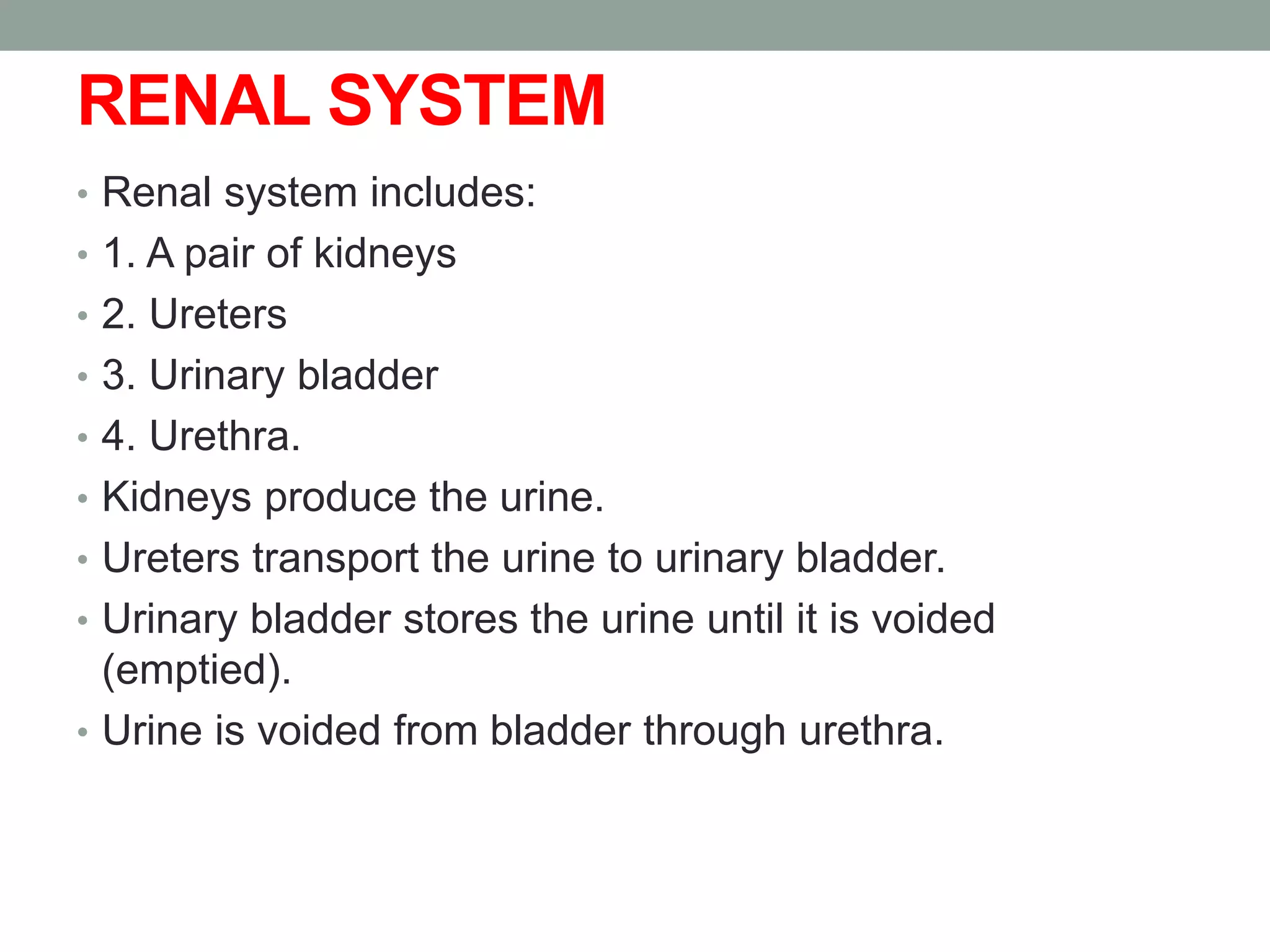 RENAL SYSTEM
• Renal system includes:
• 1. A pair of kidneys
• 2. Ureters
• 3. Urinary bladder
• 4. Urethra.
• Kidneys produce the urine.
• Ureters transport the urine to urinary bladder.
• Urinary bladder stores the urine until it is voided
(emptied).
• Urine is voided from bladder through urethra.
 