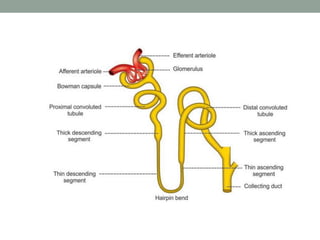 URINARY SYSTEM | PPTX