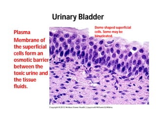 Urinary System Histology note_25_615.pdf