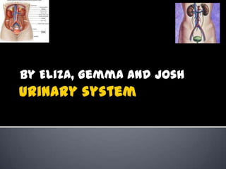 Urinary system By Eliza, Gemma and Josh 