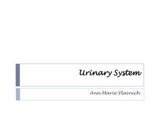 Urinary System Ann Marie Vlainich  