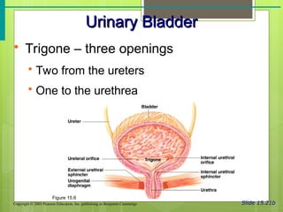 Urinary System [45] (1).ppt anatomy and physiology | PPT