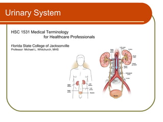 Urinary System

 HSC 1531 Medical Terminology
                for Healthcare Professionals

 Florida State College of Jacksonville
 Professor: Michael L. Whitchurch, MHS
 