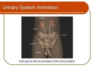 Urinary System Animation




       Click here to view an animation of the urinary system.
 
