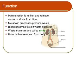 Function

    Main function is to filter and remove
     waste products from blood
    Metabolic processes produce waste
    Blood becomes toxic if waste builds up
    Waste materials are called urine
    Urine is then removed from body
 