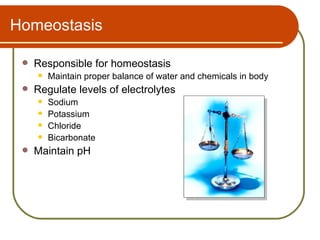 Homeostasis

    Responsible for homeostasis
        Maintain proper balance of water and chemicals in body
    Regulate levels of electrolytes
        Sodium
        Potassium
        Chloride
        Bicarbonate
    Maintain pH
 