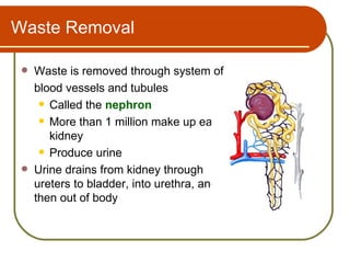 Waste Removal

    Waste is removed through system of
     blood vessels and tubules
       Called the nephron

       More than 1 million make up each
        kidney
       Produce urine

    Urine drains from kidney through
     ureters to bladder, into urethra, and
     then out of body
 