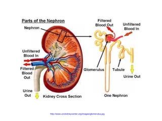 http://www.unckidneycenter.org/images/glomerulus.jpg




         http://www.unckidneycenter.org/images/glomerulus.jpg
 