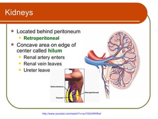 Kidneys

    Located behind peritoneum
        Retroperitoneal
    Concave area on edge of
     center called hilum
        Renal artery enters
        Renal vein leaves
        Ureter leaves




                 http://www.youtube.com/watch?v=wJ1G4UW4RwI
 
