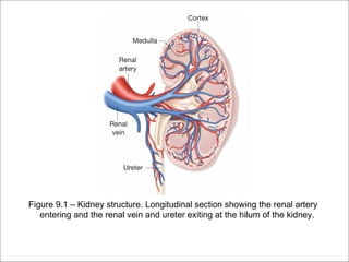 Figure 9.1 – Kidney structure. Longitudinal section showing the renal artery
   entering and the renal vein and ureter exiting at the hilum of the kidney.
 