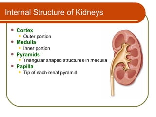 Internal Structure of Kidneys

    Cortex
        Outer portion
    Medulla
        Inner portion
    Pyramids
        Triangular shaped structures in medulla
    Papilla
        Tip of each renal pyramid
 