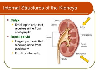 Internal Structures of the Kidneys

    Calyx
        Small open area that
         receives urine from
         each papilla
    Renal pelvis
        Large open area that
         receives urine from
         each calyx
        Empties into ureter
 