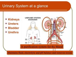 Urinary System at a glance


    Kidneys
    Ureters
    Bladder
    Urethra



                 A purification system for the blood
     Maintains fluid, electrolyte and pH balance and removes toxins
 