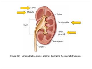 Figure 9.2 – Longitudinal section of a kidney illustrating the internal structures.
 