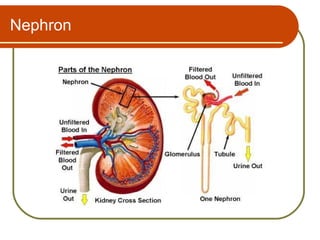 Nephron
 