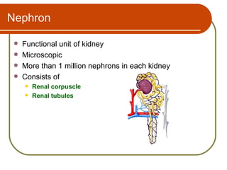 Nephron

    Functional unit of kidney
    Microscopic
    More than 1 million nephrons in each kidney
    Consists of
        Renal corpuscle
        Renal tubules
 