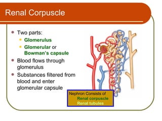 Renal Corpuscle

    Two parts:
        Glomerulus
        Glomerular or
         Bowman’s capsule
    Blood flows through
     glomerulus
    Substances filtered from
     blood and enter
     glomerular capsule
                            Nephron Consists of
                               Renal corpuscle
                               Renal tubules
 