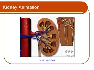Kidney Animation




               renal blood flow
 