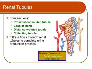 Renal Tubules

    Four sections:
        Proximal convoluted tubule
        Loop of Henle
        Distal convoluted tubule
        Collecting tubule
    Filtrate flows through renal
     tubules to complete urine
     production process


                           Nephron Consists of
                              Renal corpuscle
                              Renal tubules
 