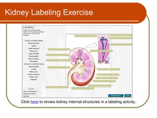Kidney Labeling Exercise




    Click here to review kidney internal structures in a labeling activity.
 