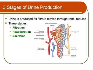 3 Stages of Urine Production

   Urine is produced as filtrate moves through renal tubules
   Three stages:
       Filtration
       Reabsorption
       Secretion
 