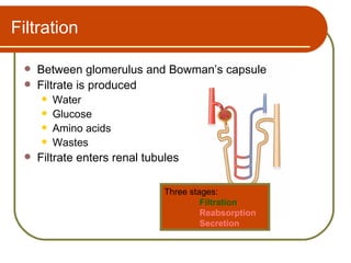 Filtration

    Between glomerulus and Bowman’s capsule
    Filtrate is produced
        Water
        Glucose
        Amino acids
        Wastes
    Filtrate enters renal tubules

                               Three stages:
                                        Filtration
                                        Reabsorption
                                        Secretion
 