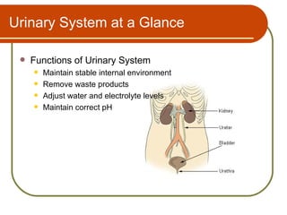 Urinary System at a Glance

    Functions of Urinary System
        Maintain stable internal environment
        Remove waste products
        Adjust water and electrolyte levels
        Maintain correct pH
 