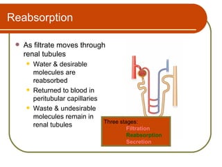 Reabsorption

    As filtrate moves through
     renal tubules
        Water & desirable
         molecules are
         reabsorbed
        Returned to blood in
         peritubular capillaries
        Waste & undesirable
         molecules remain in
                                 Three stages:
         renal tubules                    Filtration
                                           Reabsorption
                                           Secretion
 