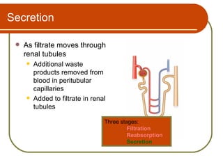 Secretion

    As filtrate moves through
     renal tubules
        Additional waste
         products removed from
         blood in peritubular
         capillaries
        Added to filtrate in renal
         tubules

                                  Three stages:
                                           Filtration
                                           Reabsorption
                                           Secretion
 