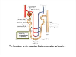 The three stages of urine production: filtration, reabsorption, and secretion.
 