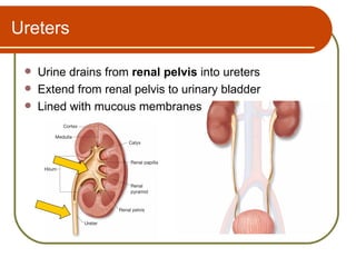 Ureters

    Urine drains from renal pelvis into ureters
    Extend from renal pelvis to urinary bladder
    Lined with mucous membranes
 
