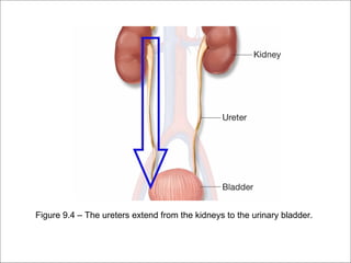 Figure 9.4 – The ureters extend from the kidneys to the urinary bladder.
 