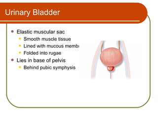 Urinary Bladder

    Elastic muscular sac
        Smooth muscle tissue
        Lined with mucous membrane
        Folded into rugae
    Lies in base of pelvis
        Behind pubic symphysis
 