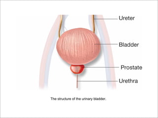 The structure of the urinary bladder.
 