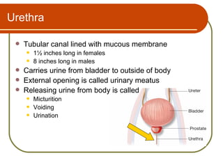 Urethra

    Tubular canal lined with mucous membrane
        1½ inches long in females
        8 inches long in males
    Carries urine from bladder to outside of body
    External opening is called urinary meatus
    Releasing urine from body is called
        Micturition
        Voiding
        Urination
 