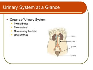 Urinary System at a Glance

    Organs of Urinary System
        Two kidneys
        Two ureters
        One urinary bladder
        One urethra
 
