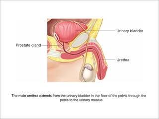 The male urethra extends from the urinary bladder in the floor of the pelvis through the
                             penis to the urinary meatus.
 