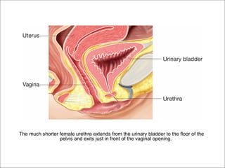 The much shorter female urethra extends from the urinary bladder to the floor of the
                 pelvis and exits just in front of the vaginal opening.
 