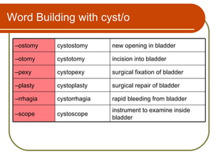 Word Building with cyst/o

 –ostomy    cystostomy     new opening in bladder

 –otomy     cystotomy      incision into bladder

 –pexy      cystopexy      surgical fixation of bladder

 –plasty    cystoplasty    surgical repair of bladder

 –rrhagia   cystorrhagia   rapid bleeding from bladder
                           instrument to examine inside
 –scope     cystoscope
                           bladder
 